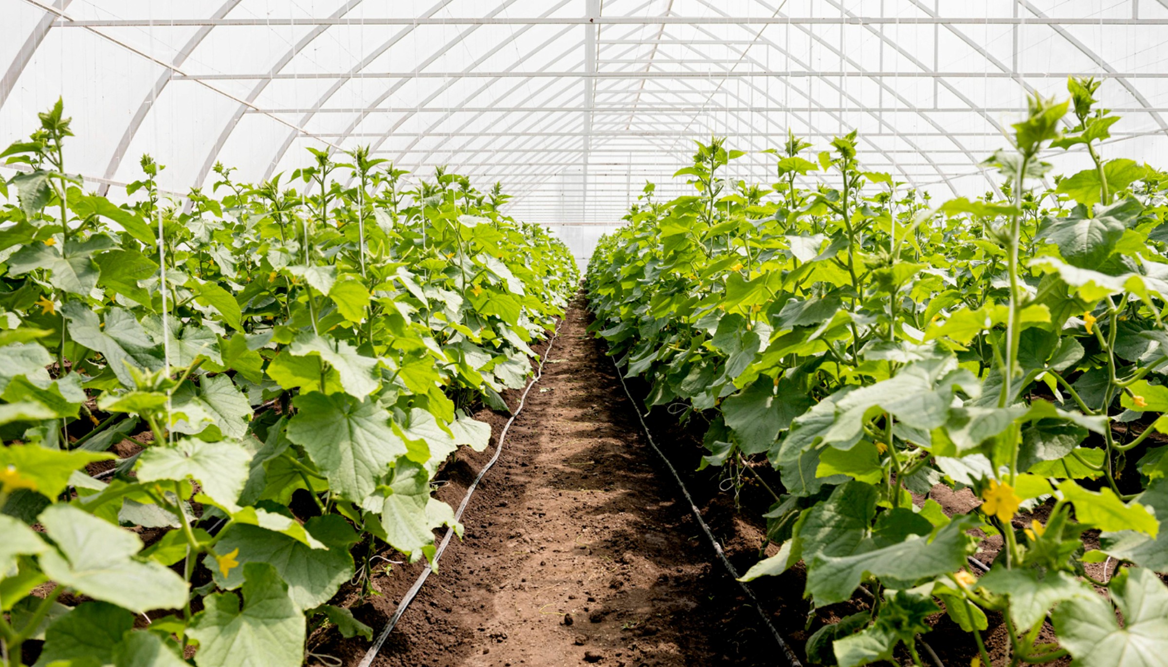 Agricultural operations